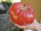 tomates_4-0_5.jpg