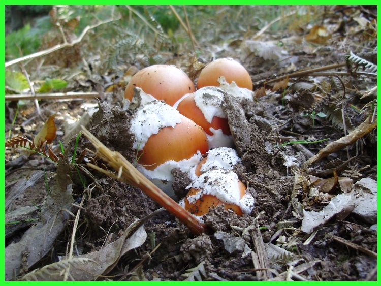 Une couvée d'œufs en train d'éclore