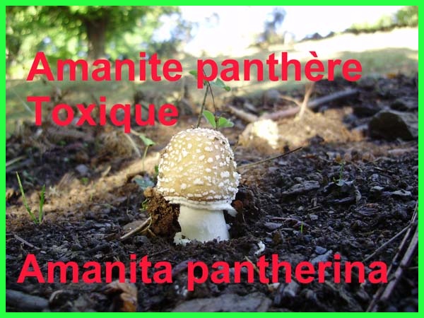 Amanite panthère