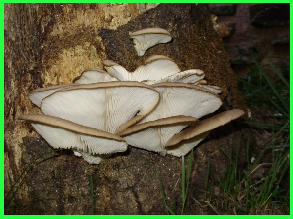 Pleurotus ostreatus - Pleurotes en forme d'huître