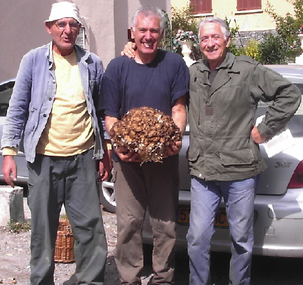 Polyporus_frondosus_2009-09-22_14h01-00_Louis_Sixte_Roger_et_la_gallinula_a_Murato.jpg