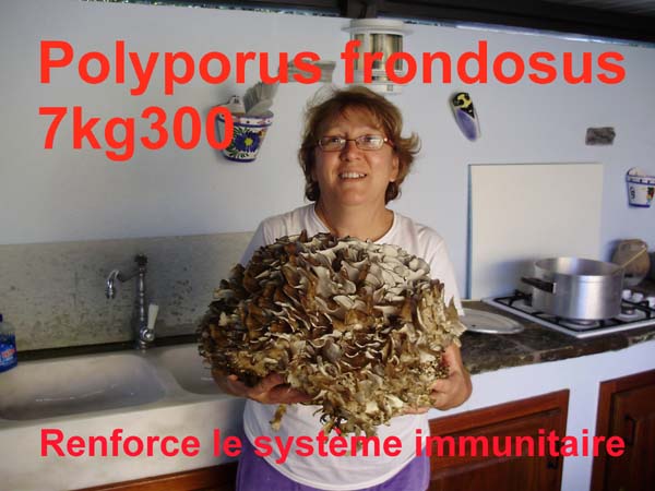 Polyporus_frondosus_2009-10-03_MJU_et_la_gallinula_de_7_kg_300.jpg